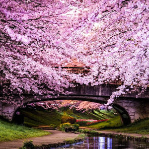 Meet your Posher, Miriam